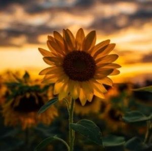 Meet your Posher, Melanie